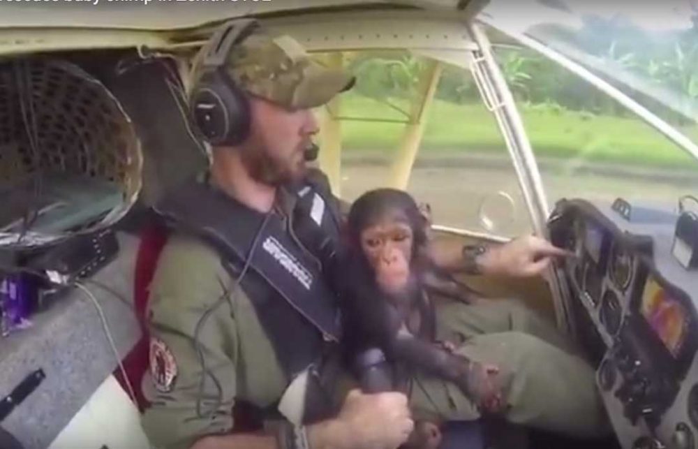 pilot flies chimp to safety