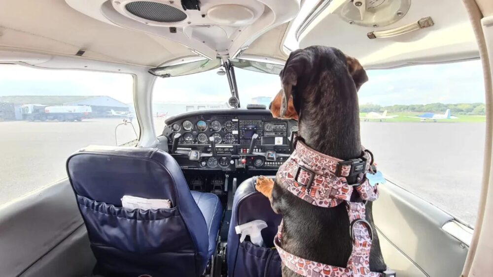 dog in plane