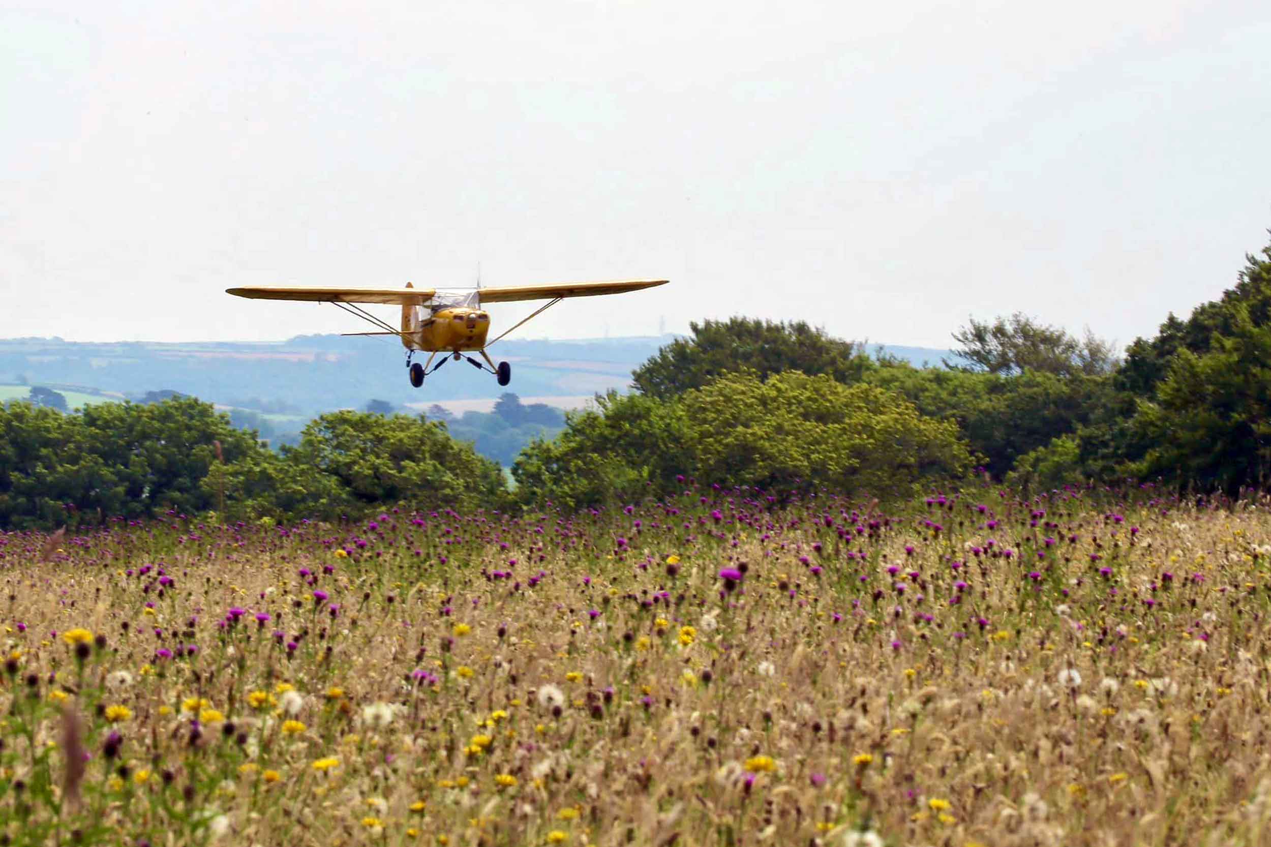Bodmin Airfield has been recognised as the largest traditional wildlife meadow in the southwest and now has County Wildlife Site status